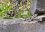 Les lézards aiment se réchauffer par le soleil sur des murs de pierres sèches dans les vignes