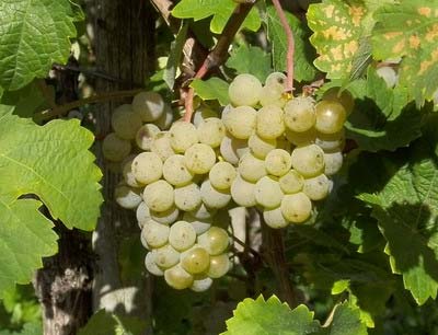 Ripe grapes from variety Kerner before harvest