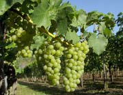 Grapes from white grape variety Müller-Thurgau few weeks before harvest