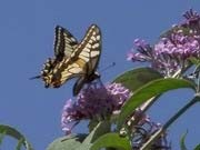 In de zomer kunt u in de Moezelvallei talloze vlinders observeren - hier een zwaluwstaart