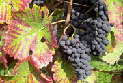 Red grapes of the variety Pinot Noir (Spätburgunder)
